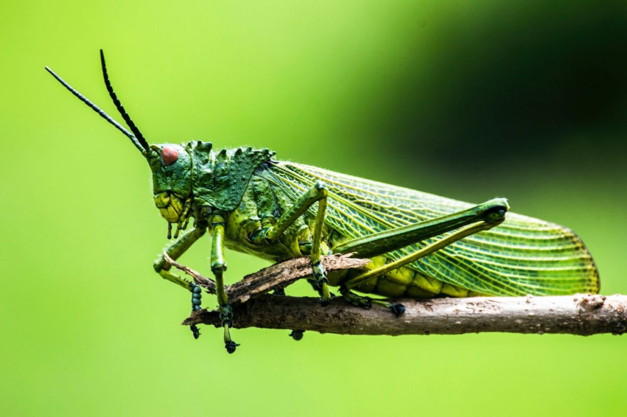 an insect on a stick in a backyard