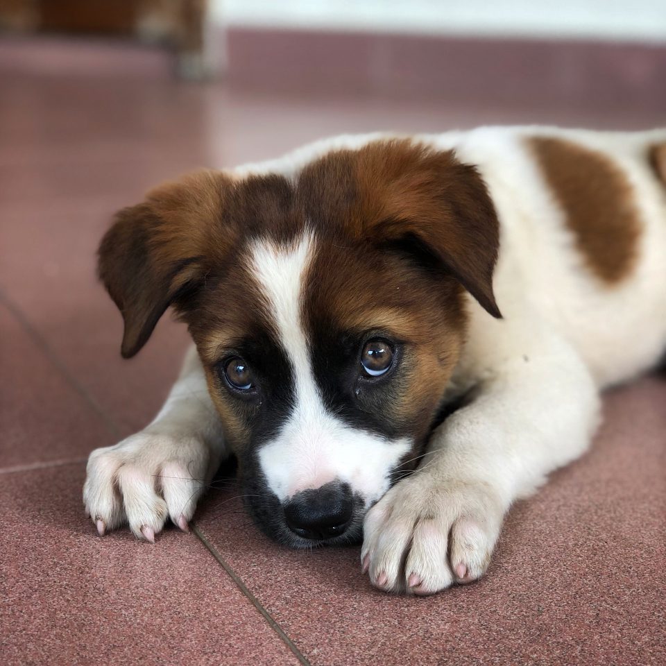 a puppy laying down on the floor