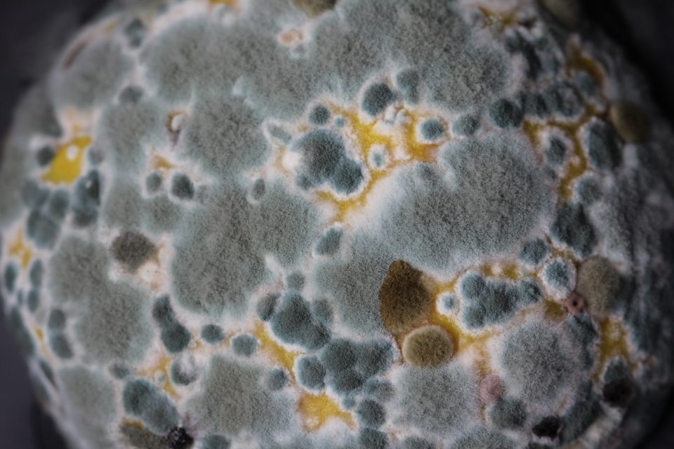 a close up of mold