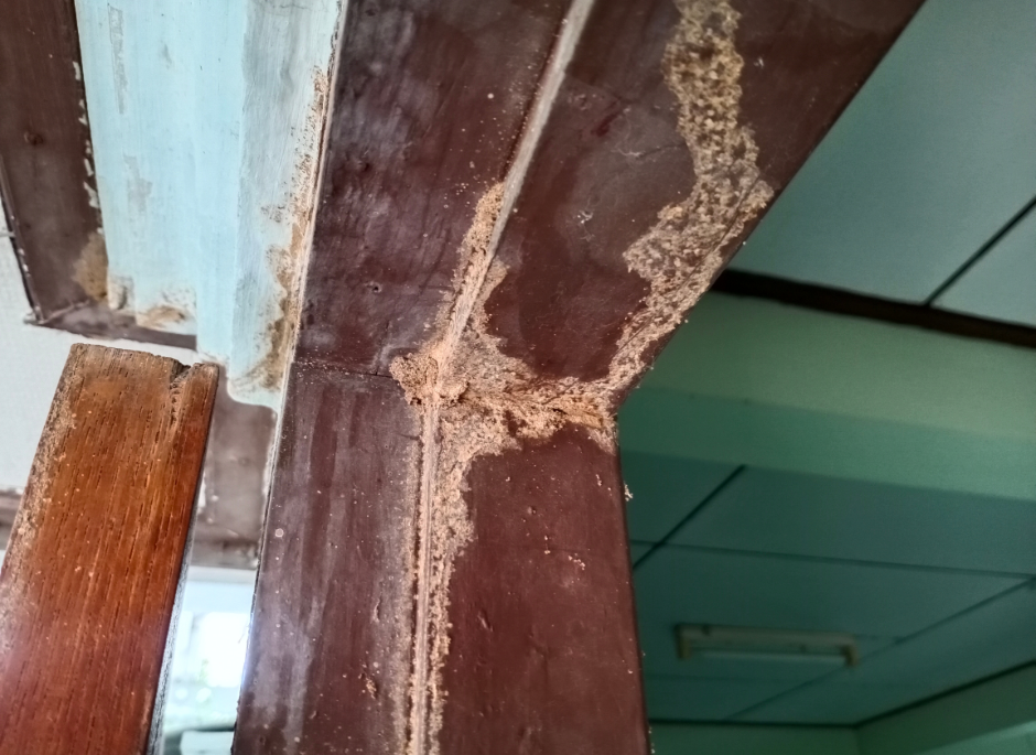 a house with termite damage