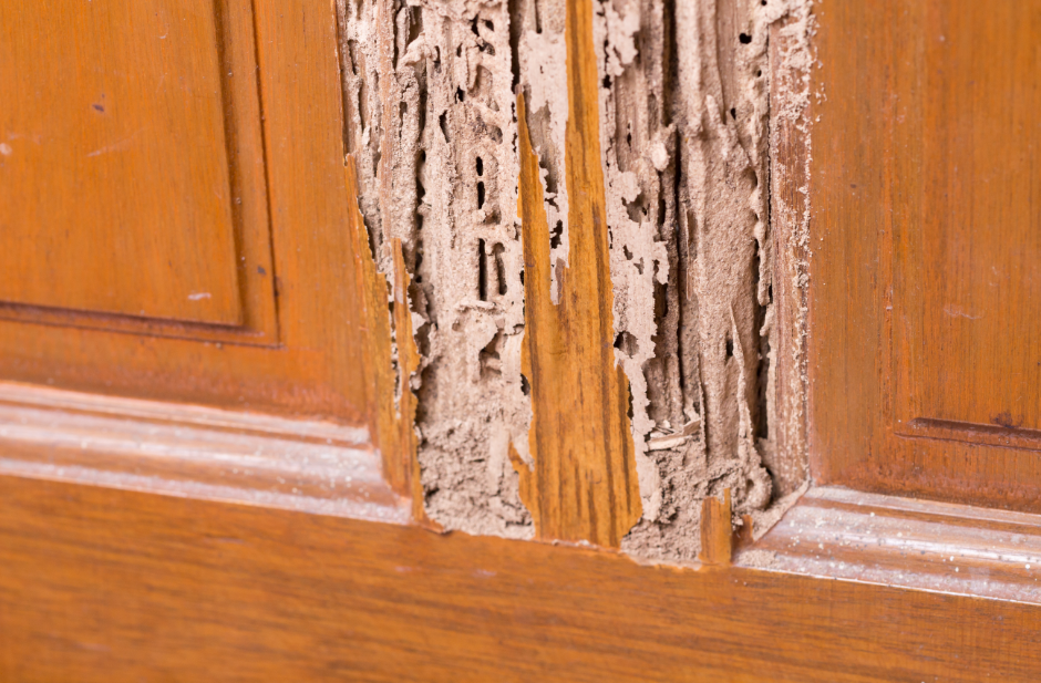 an internal door with termite damage