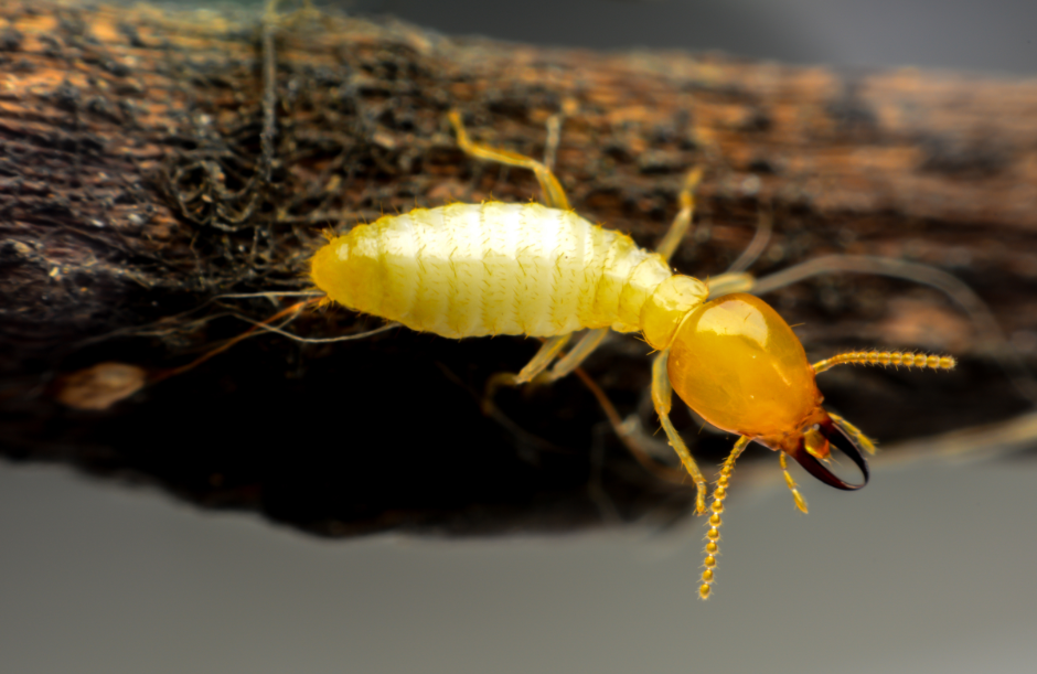 a termite on wood