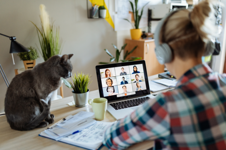 a millennial working on a laptop in a rental apartment with a cat