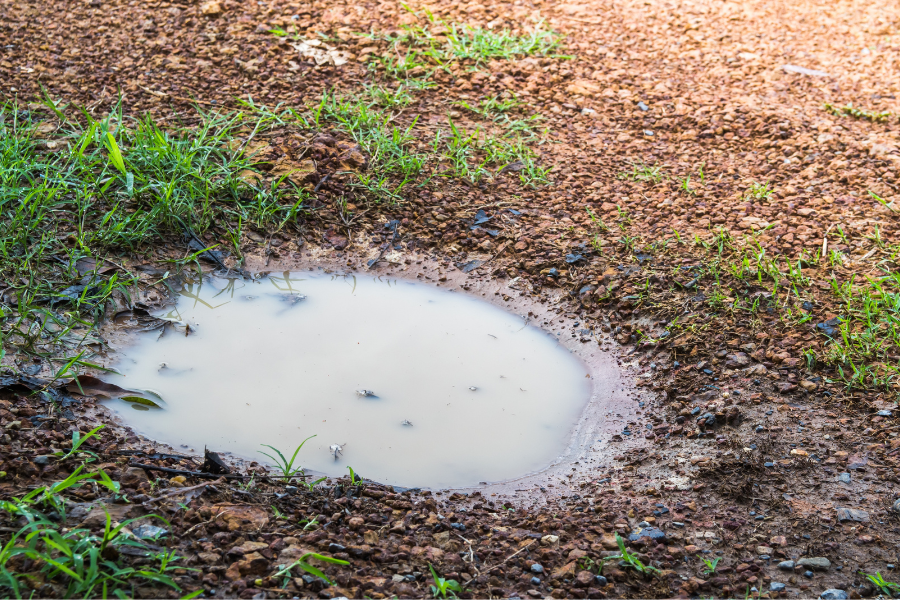 a puddle in a backyard